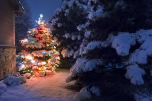 Weihnachtsbaumverleih bei Holz Schröer