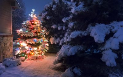 Leihen Sie sich Ihren Weihnachtsbaum bei Holz Schröer!